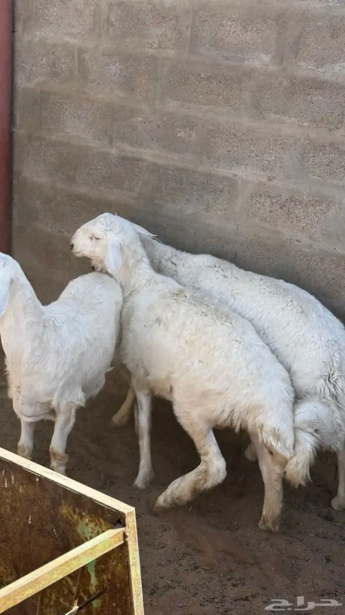 حري خرفان 0