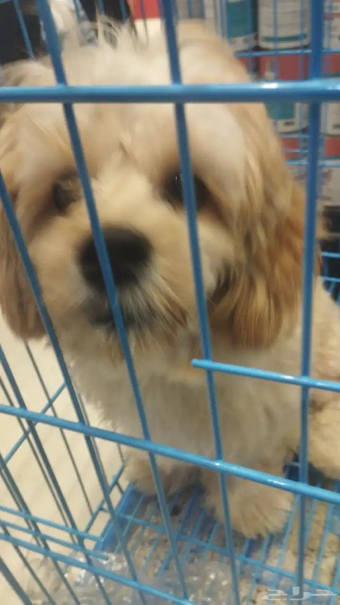 كلاب كيوت و مسالمه للتبني 0