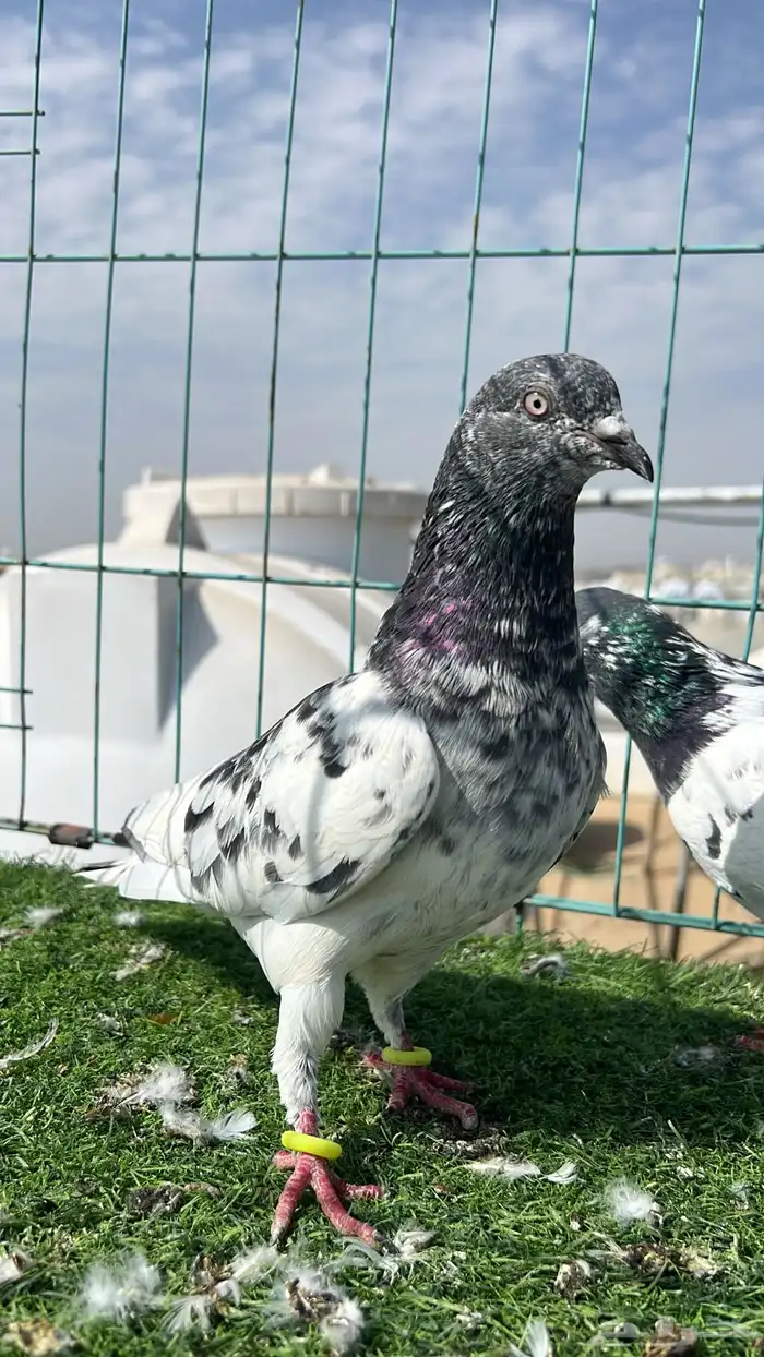 حمام باكستاني ذكرين 8