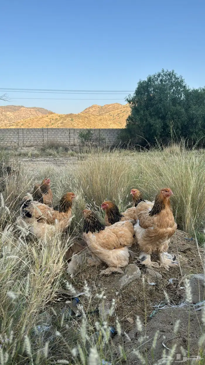 دجاج 3