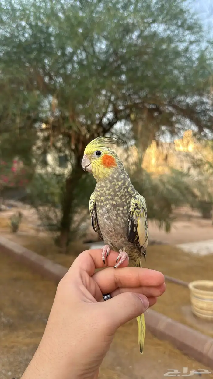 كروان اليف مره 0