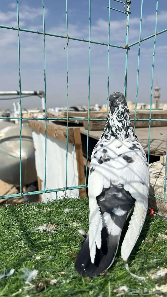 حمام باكستاني ذكرين 1