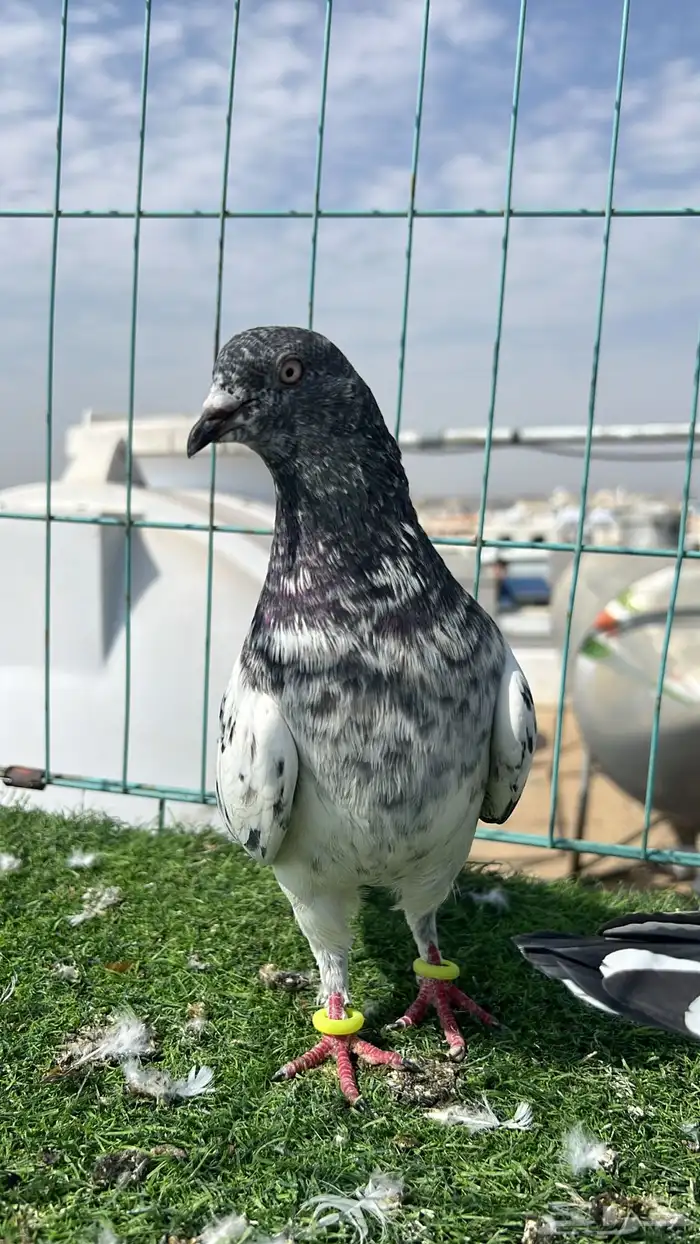 حمام باكستاني ذكرين 7