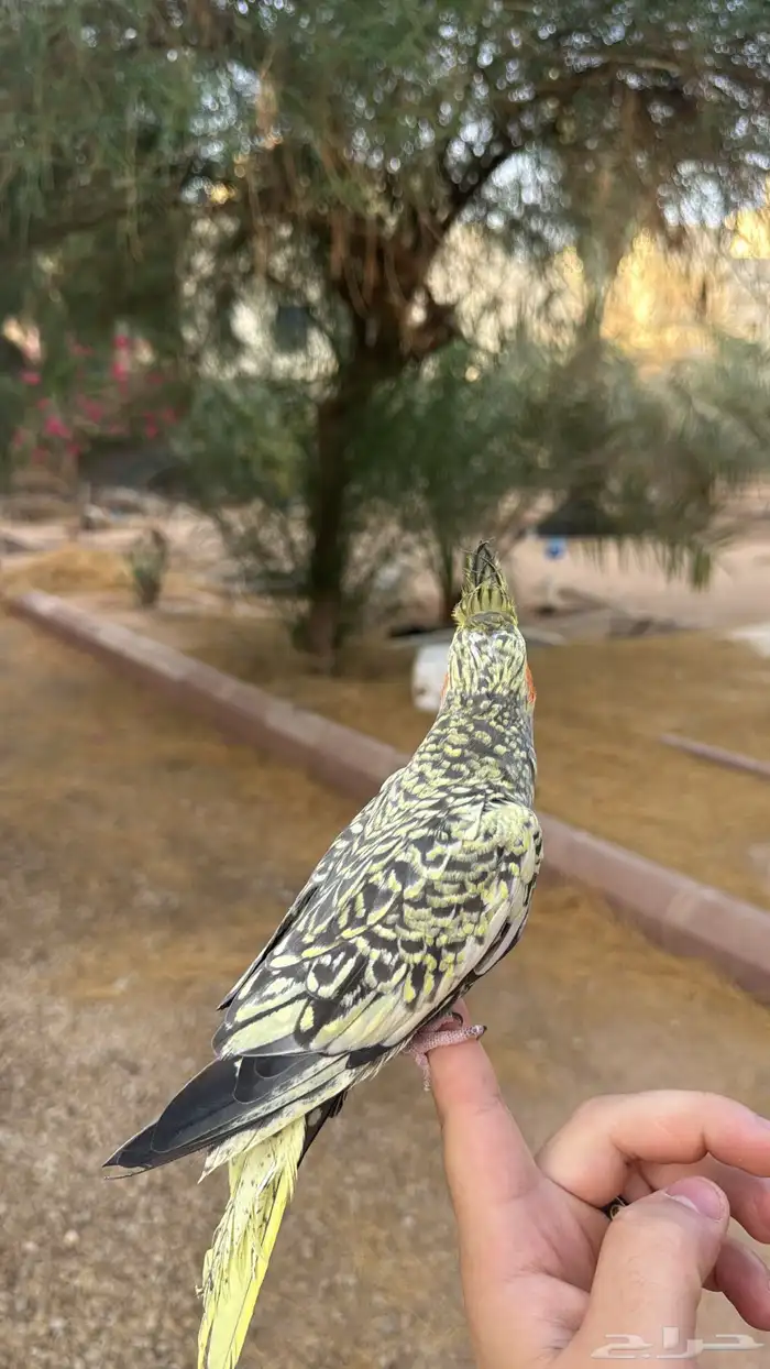 كروان اليف مره 1