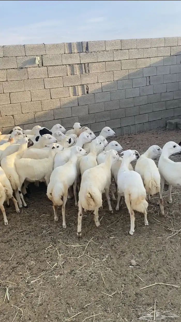 غنم رخال رفيديات 3