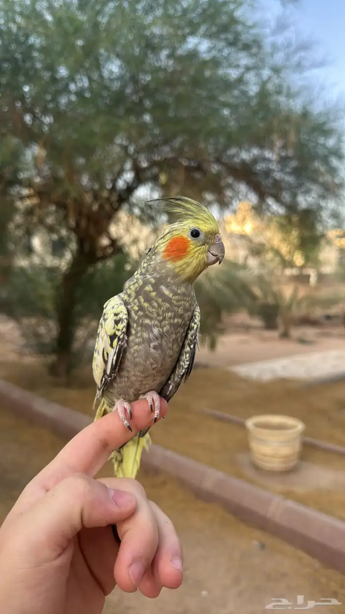 كروان اليف مره 2