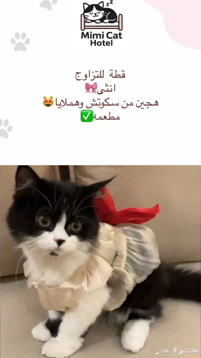 قطه للتزاوج انثى 0