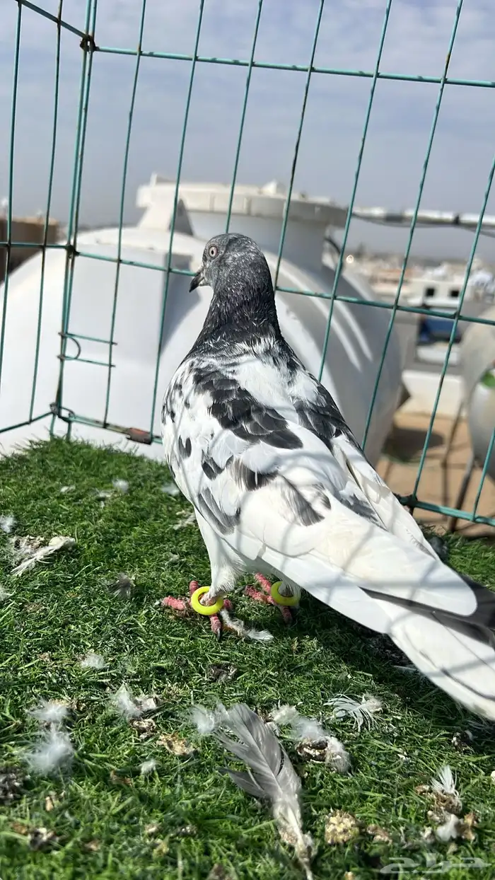 حمام باكستاني ذكرين 6
