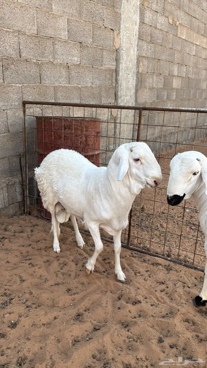 سواكن 2