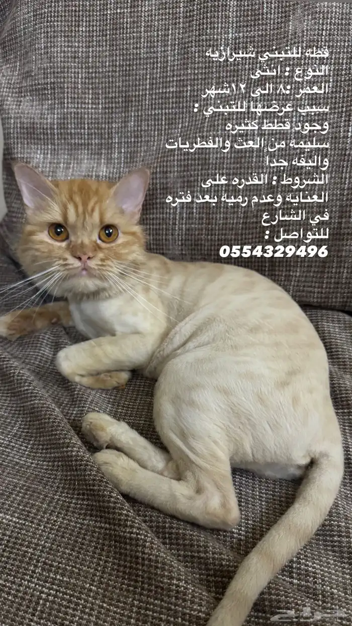 قطة انثى للتبني 0