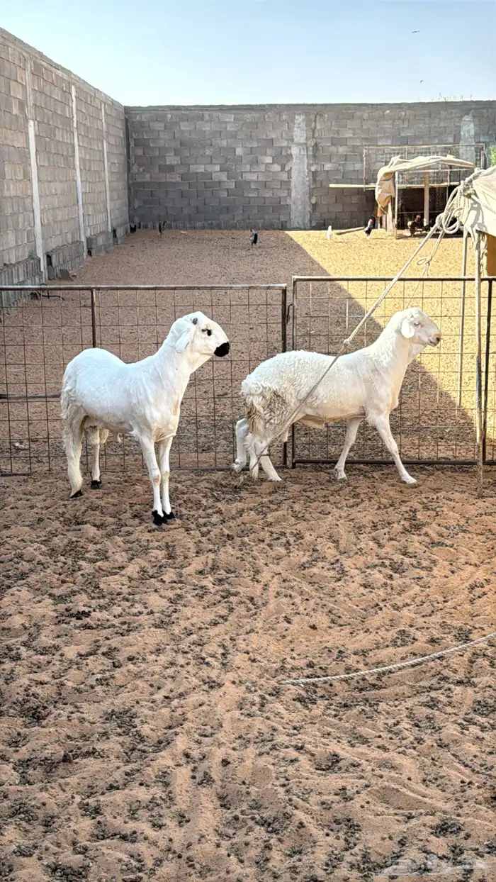 سواكن 1