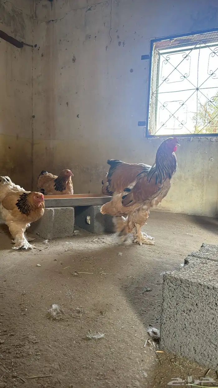 دجاج 1
