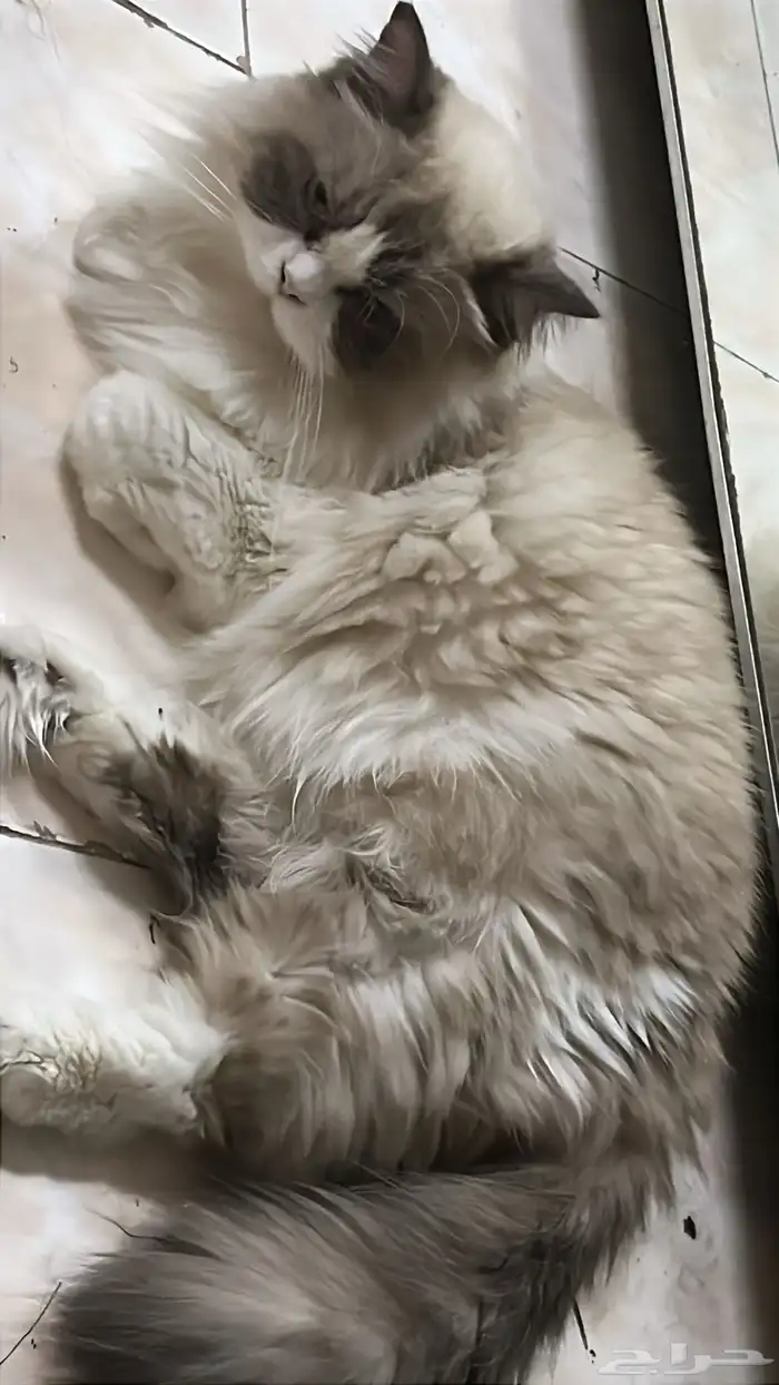 قط راغدول للتبني 0
