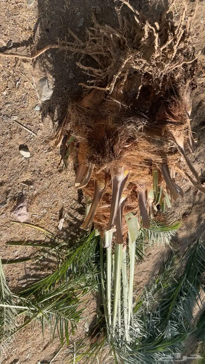 فصائل نخل طالع من العلا إلى تبوك البدع 2