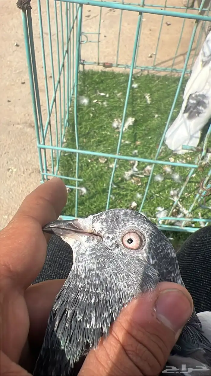 حمام باكستاني ذكرين 5