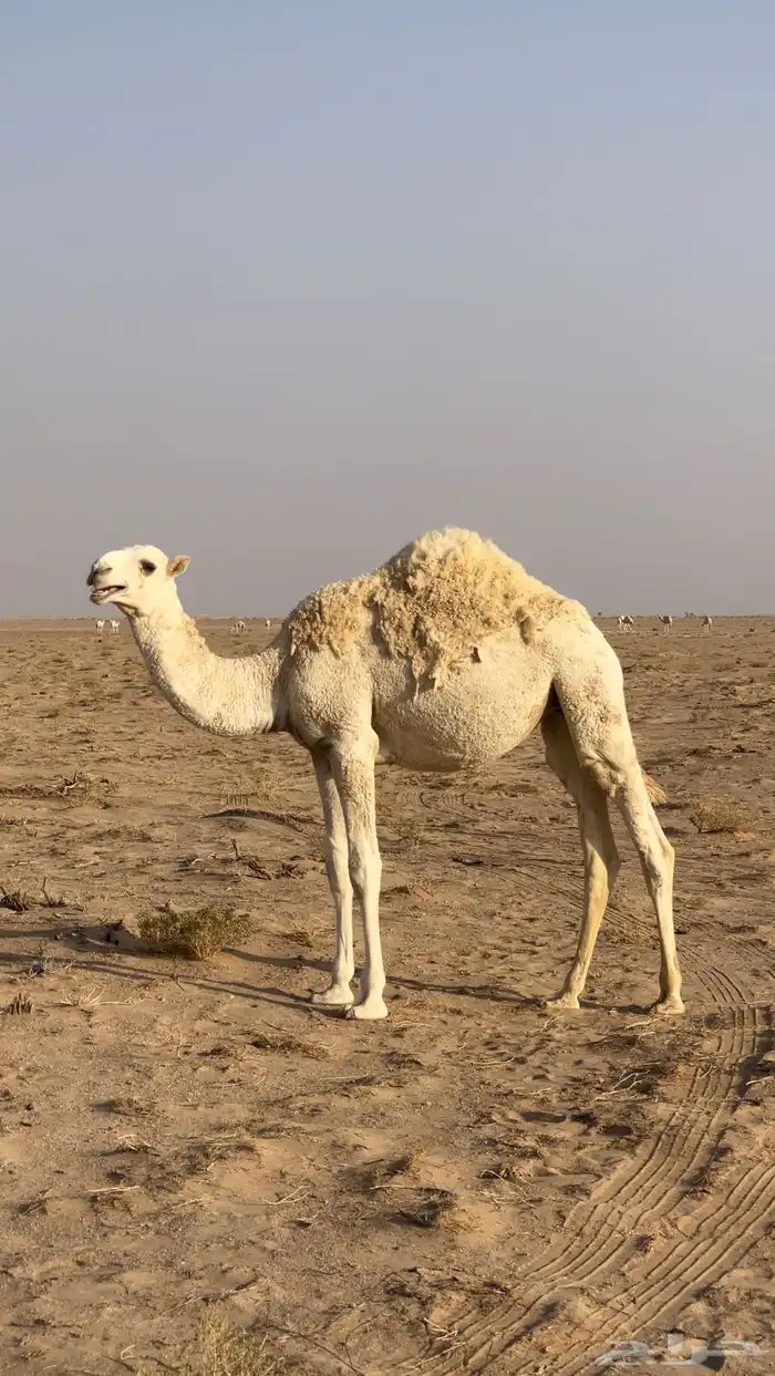 بكره مفروده عليها سوم 5200 0