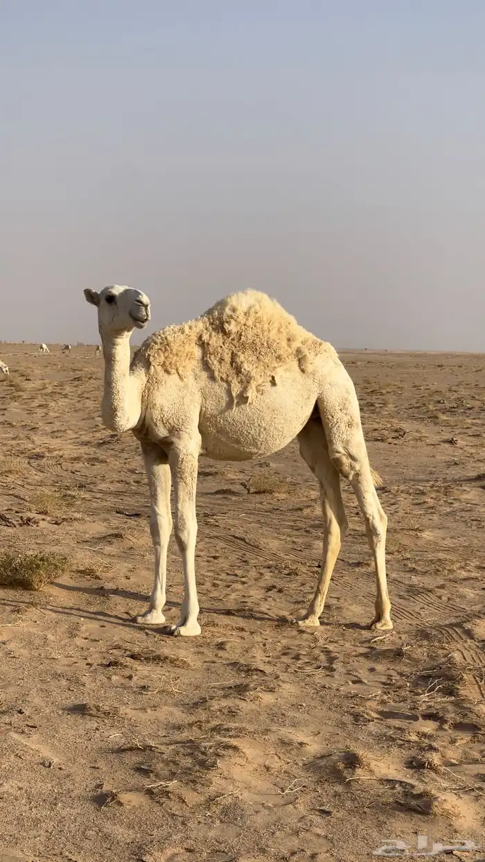 بكره مفروده عليها سوم 5200 1