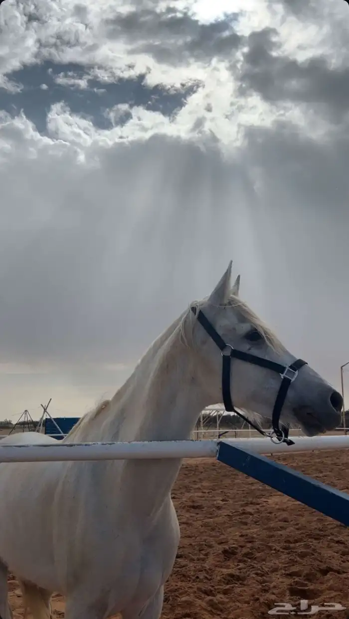 فرس . خيل. شعبي 1