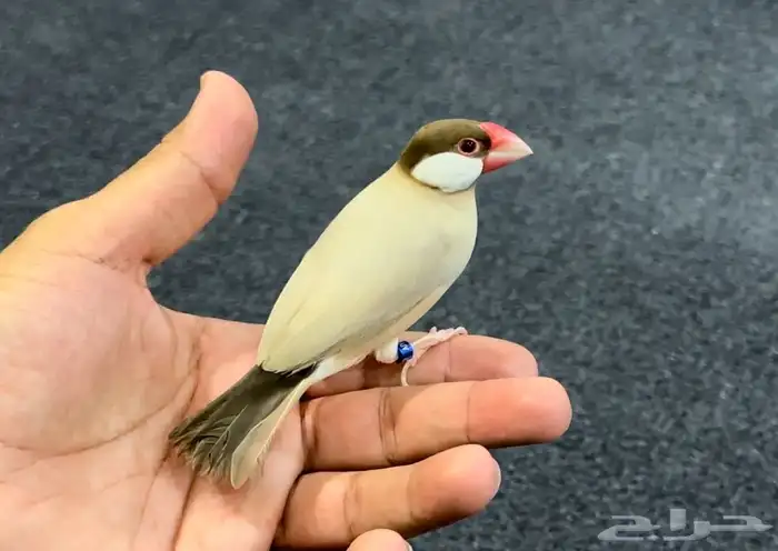 جاوا كريمي صافي أليف مغرد .. مستوى توب 0