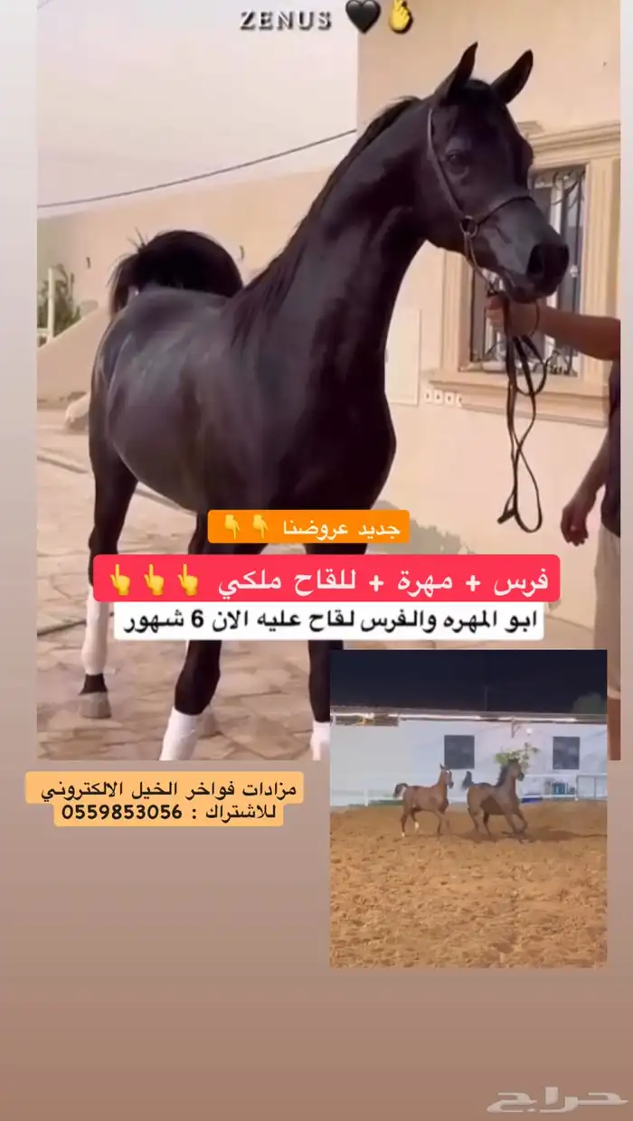 فرس   مهرتها   لقاح ع فحل اسود 0