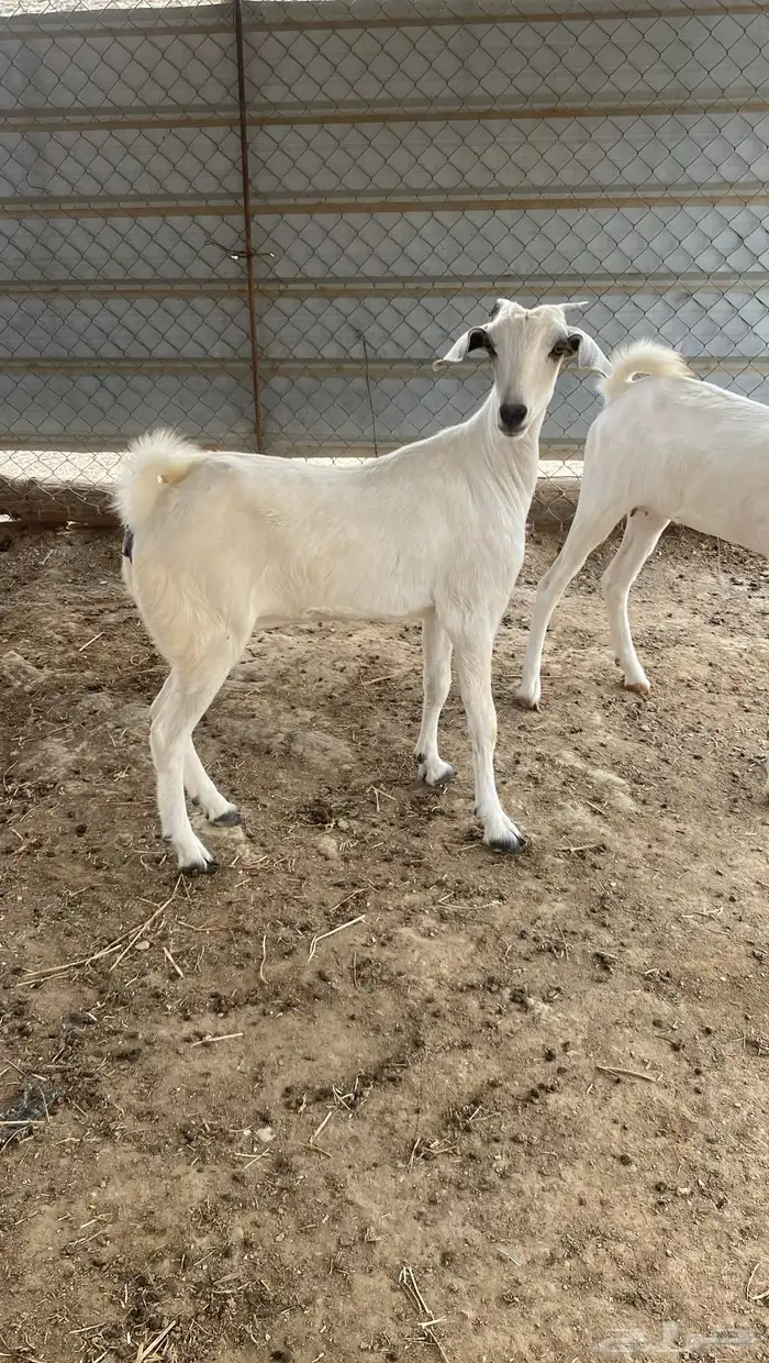 جفير 1