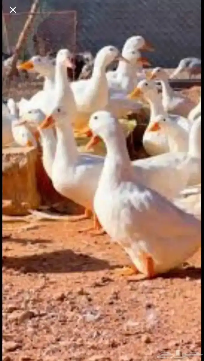 بط بكيني للبيع بياض 0