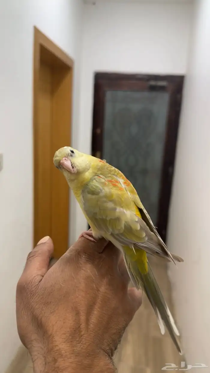 براكيت 0