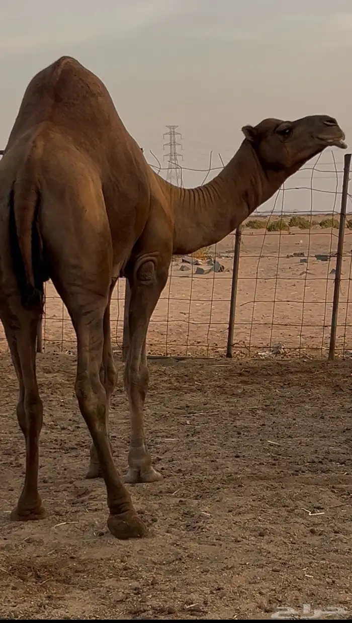 فحل ساحلي 0
