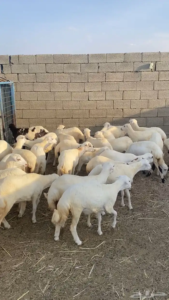غنم رخال رفيديات 2