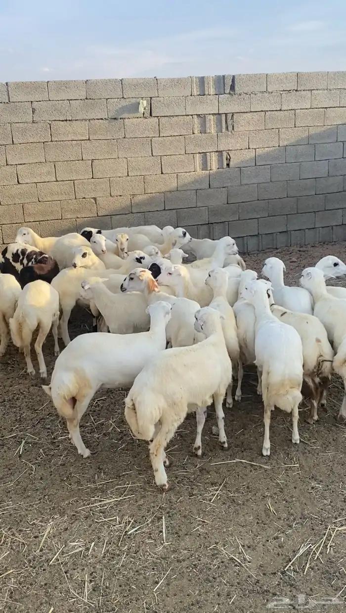 غنم رخال رفيديات 0