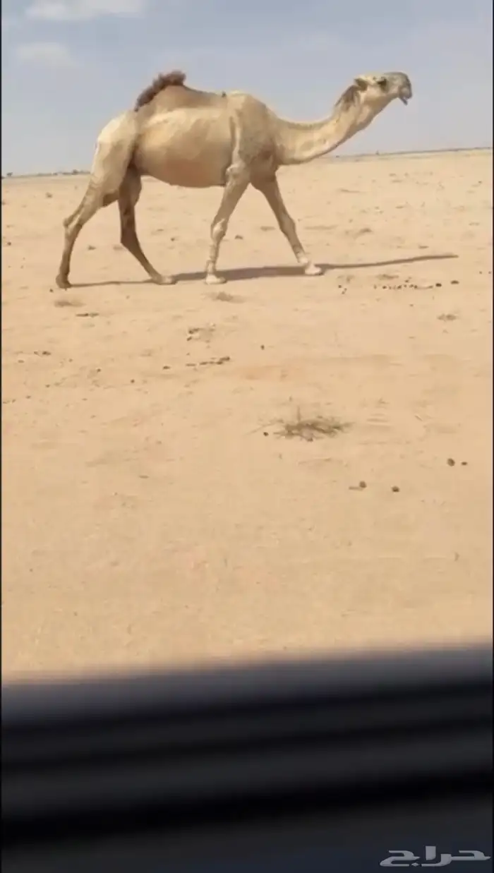 للبيع الفحل الاشقح الباتلي الكفووو 0
