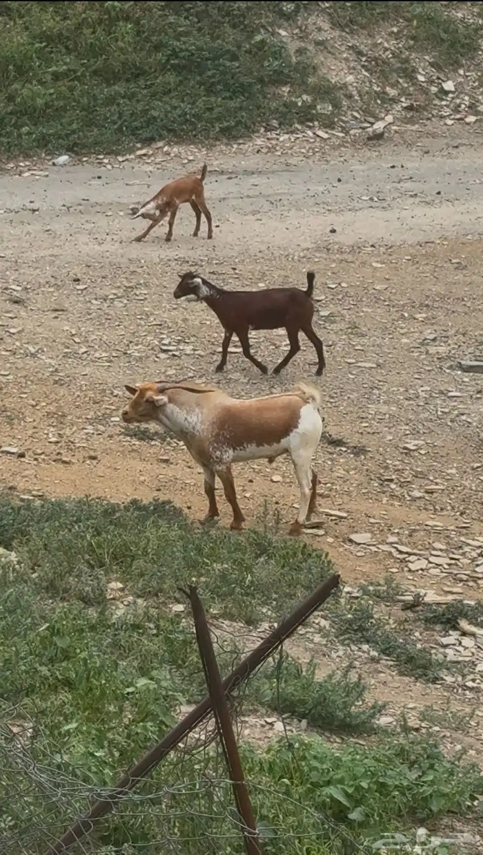 تيس 0