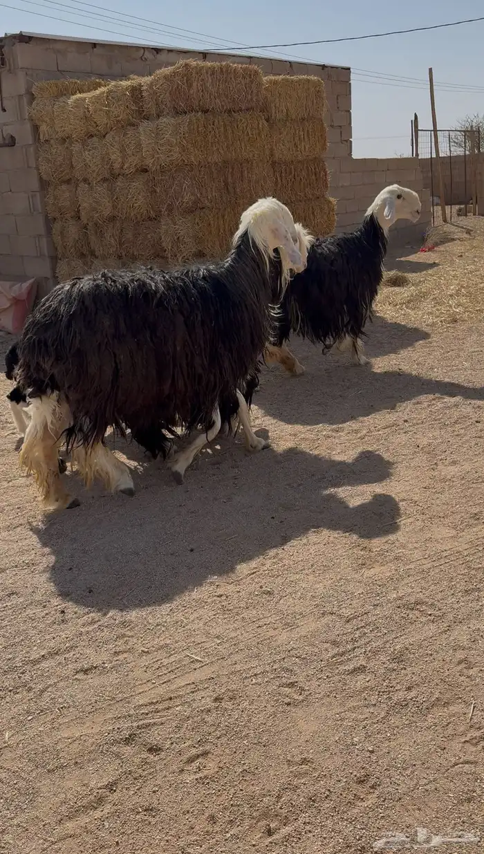 نجد مواليد تم البيع 0