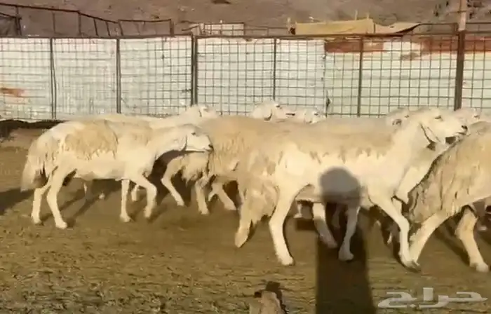 مراح حرش فاخر 2