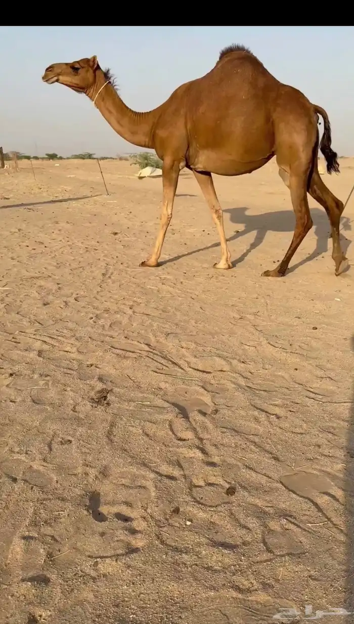 للبيع ناقة ساحلية فردية لقحه 2