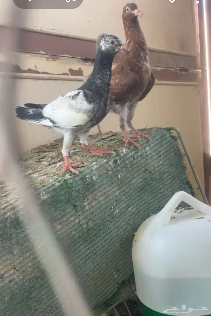 حمام مالتيز 2