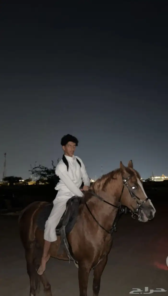 حصان ورق للبيع 1