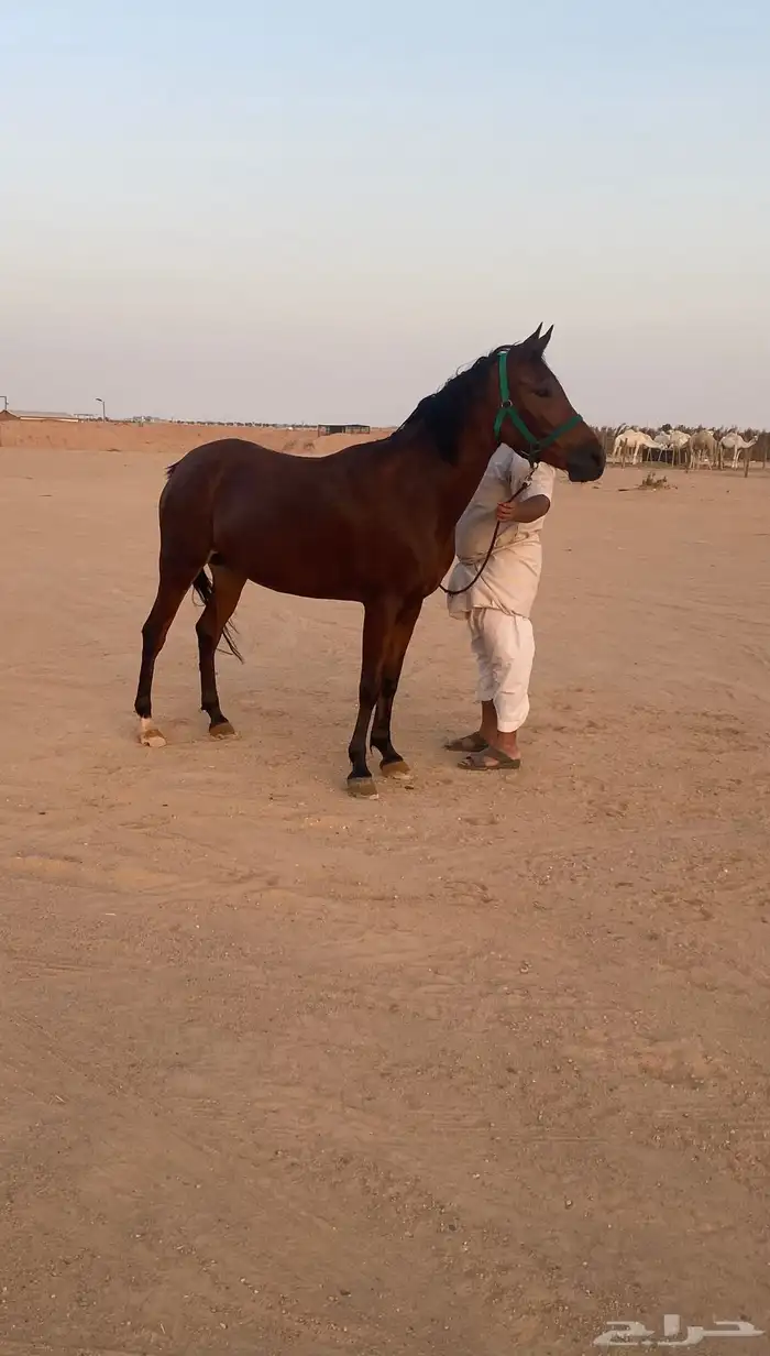 للبيع فرس لقاح شعبيه 8