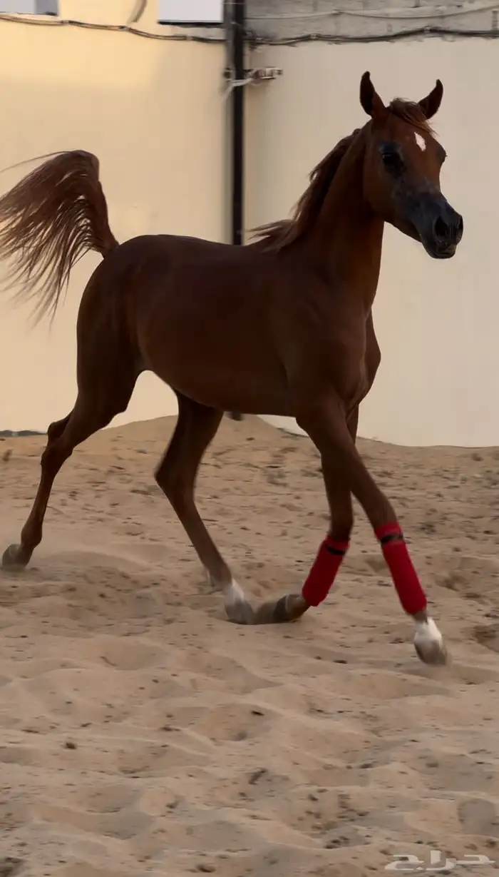 مهره واهو جمال للبيع 1