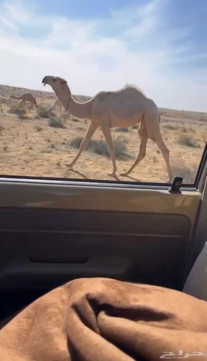 للبيع الفحل الاشقح الباتلي الكفووو 2