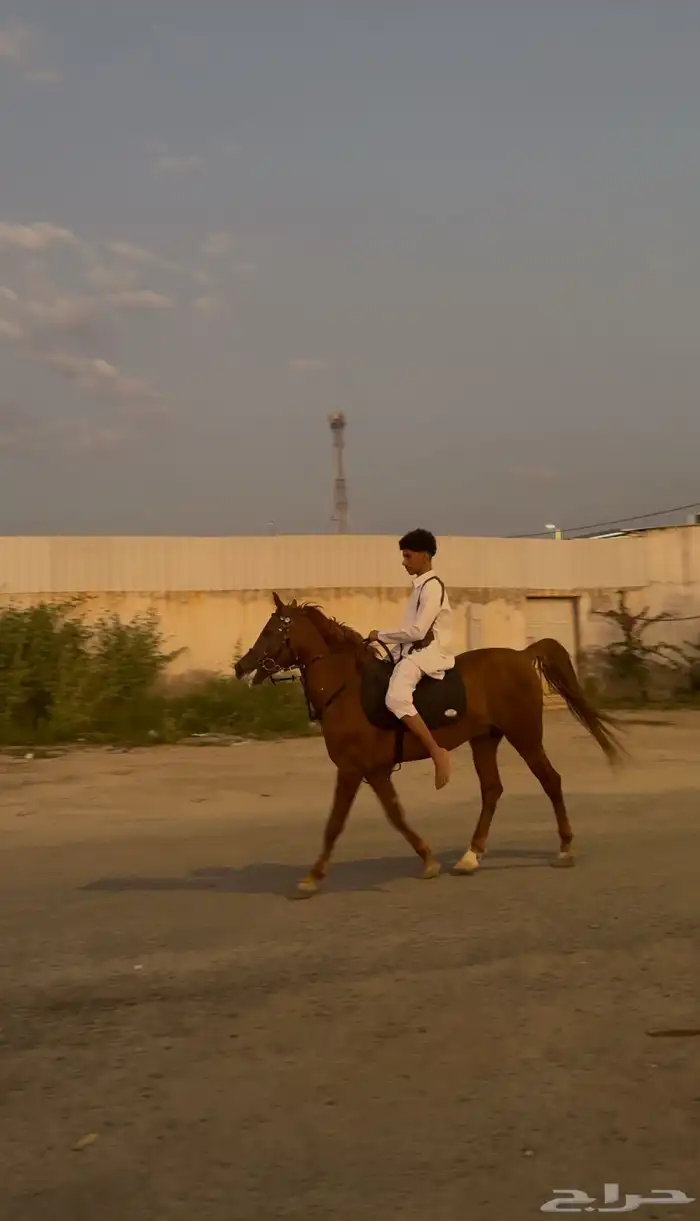 حصان ورق للبيع 3