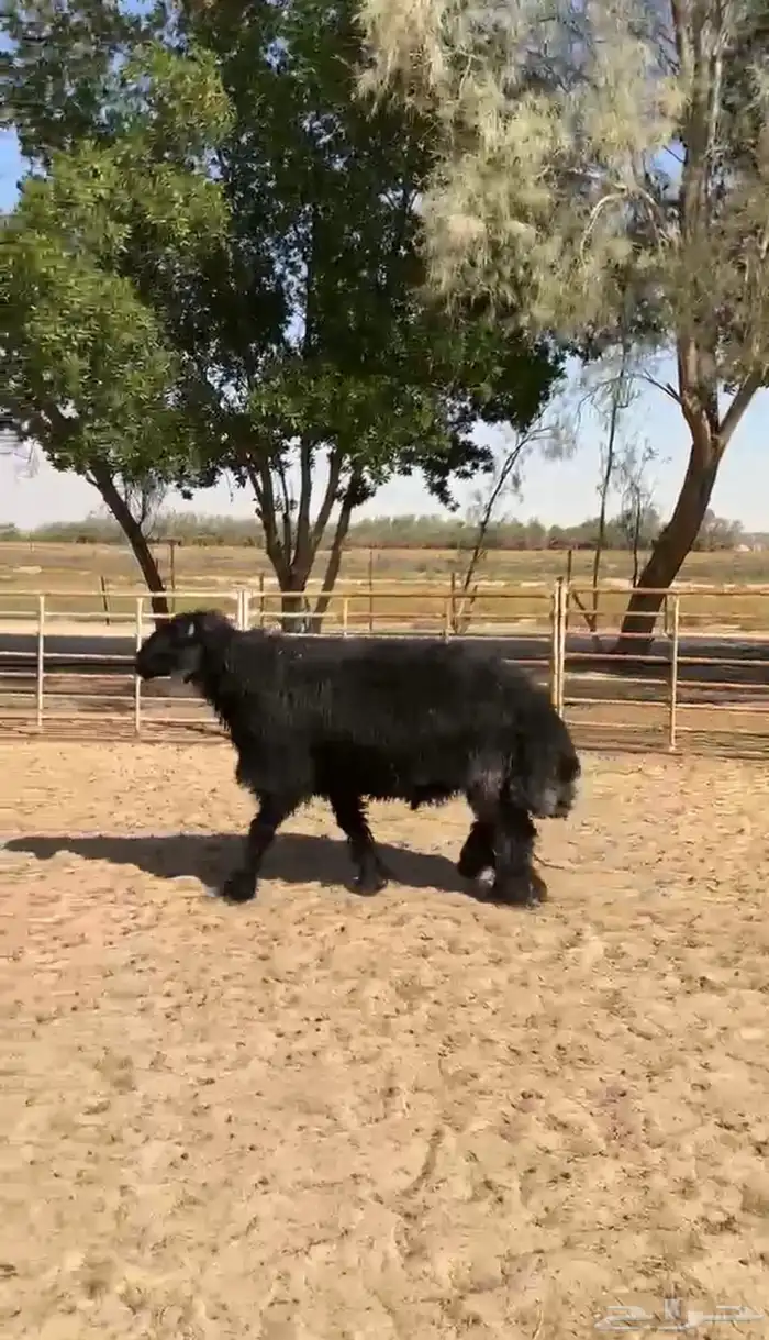 خروف عربي شبب 2