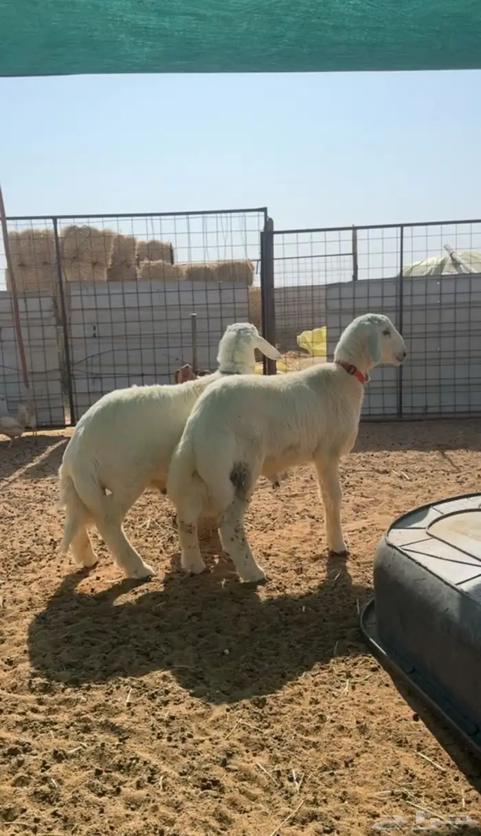 بهم تم البيع تم البيع 2