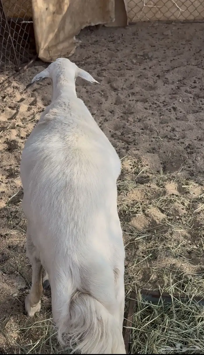 حايل للبيع 0