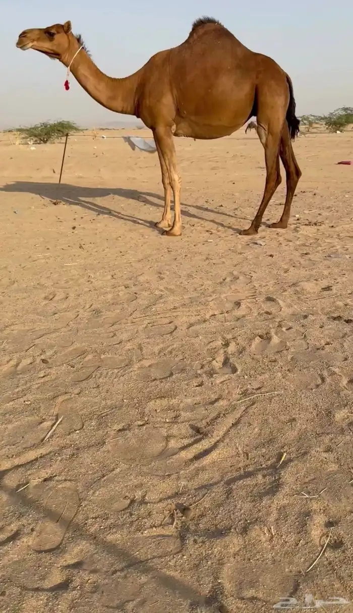 للبيع ناقة ساحلية فردية لقحه 5