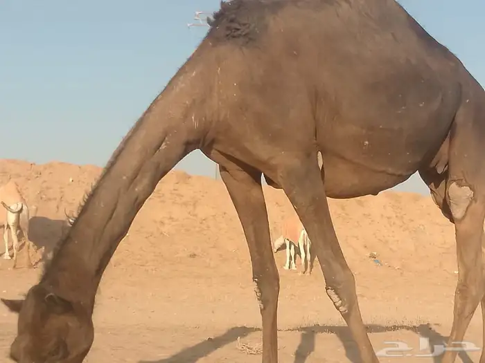 القحه لها 10 شهور 2