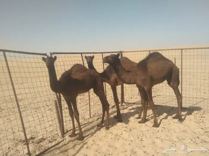 حشوان للبيع 2