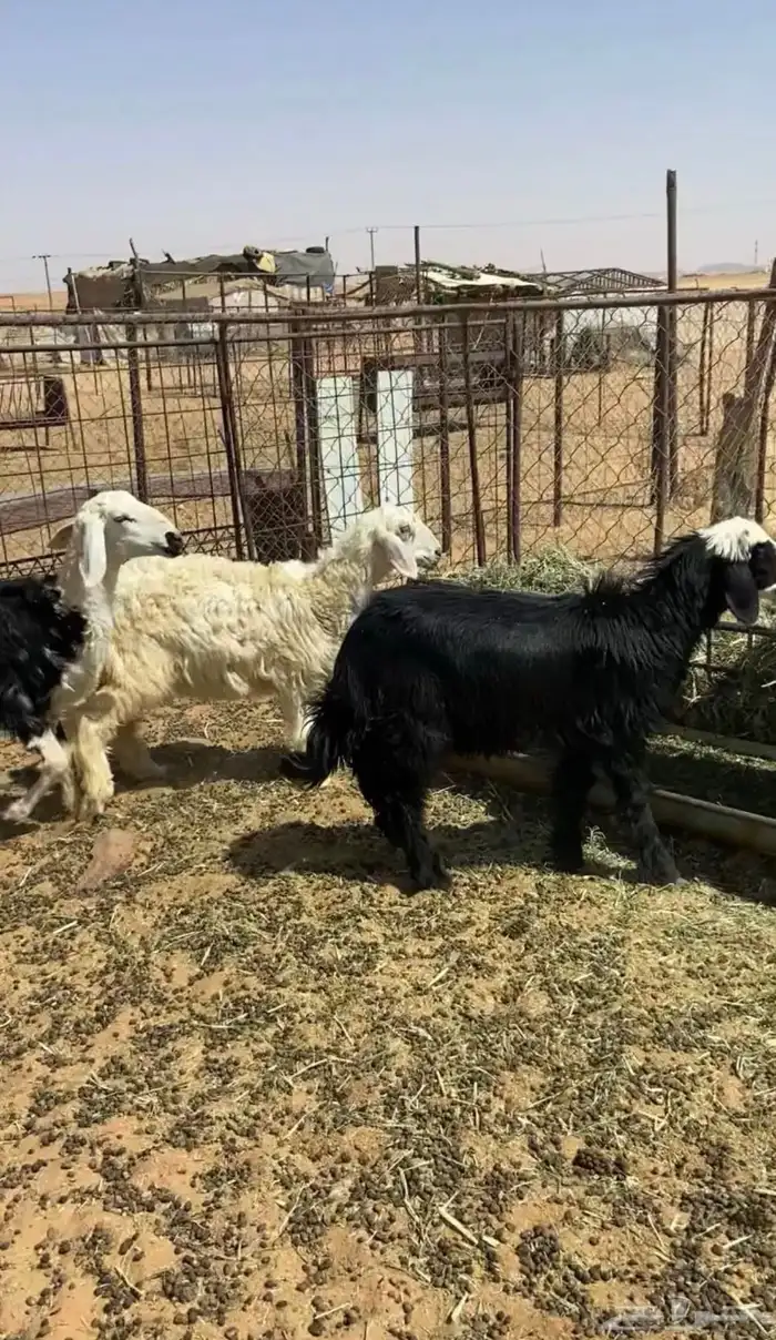 رخال نجد. العمر 5 شهور 0