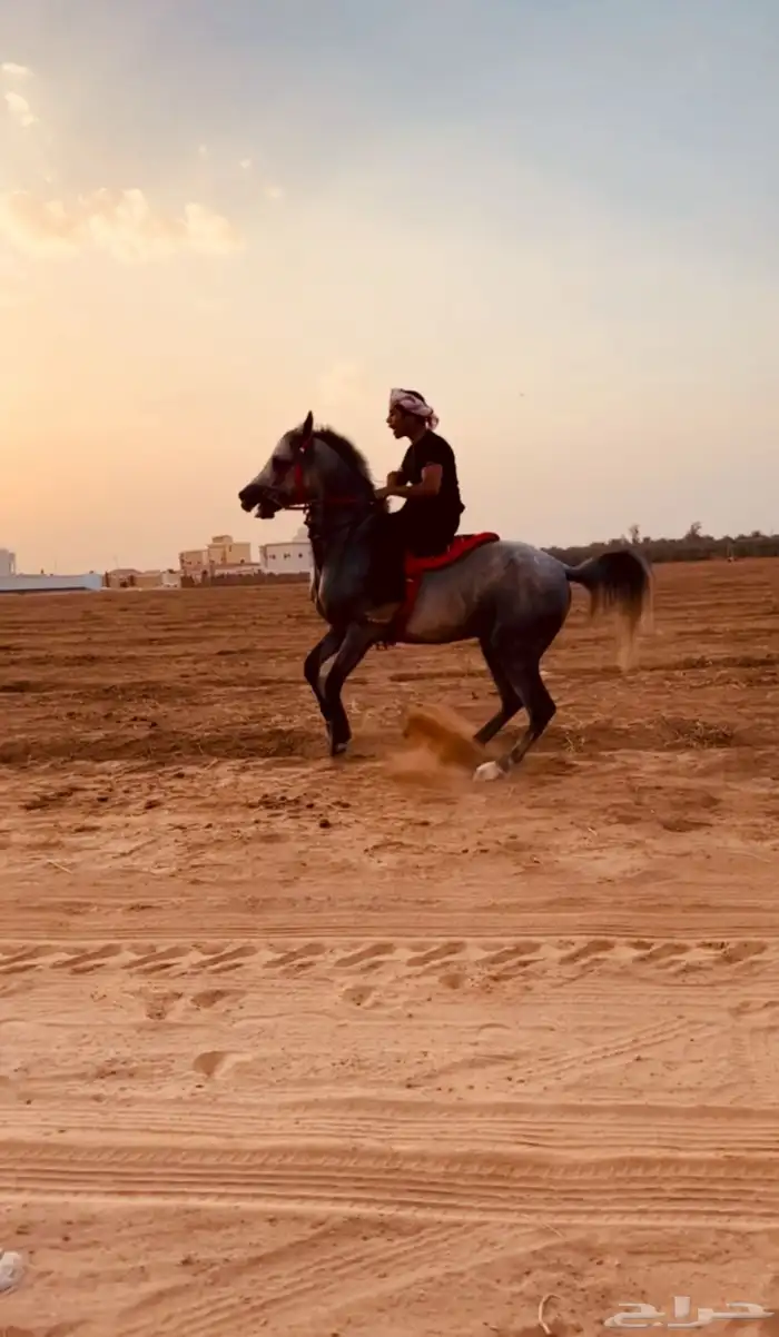 حصان 3
