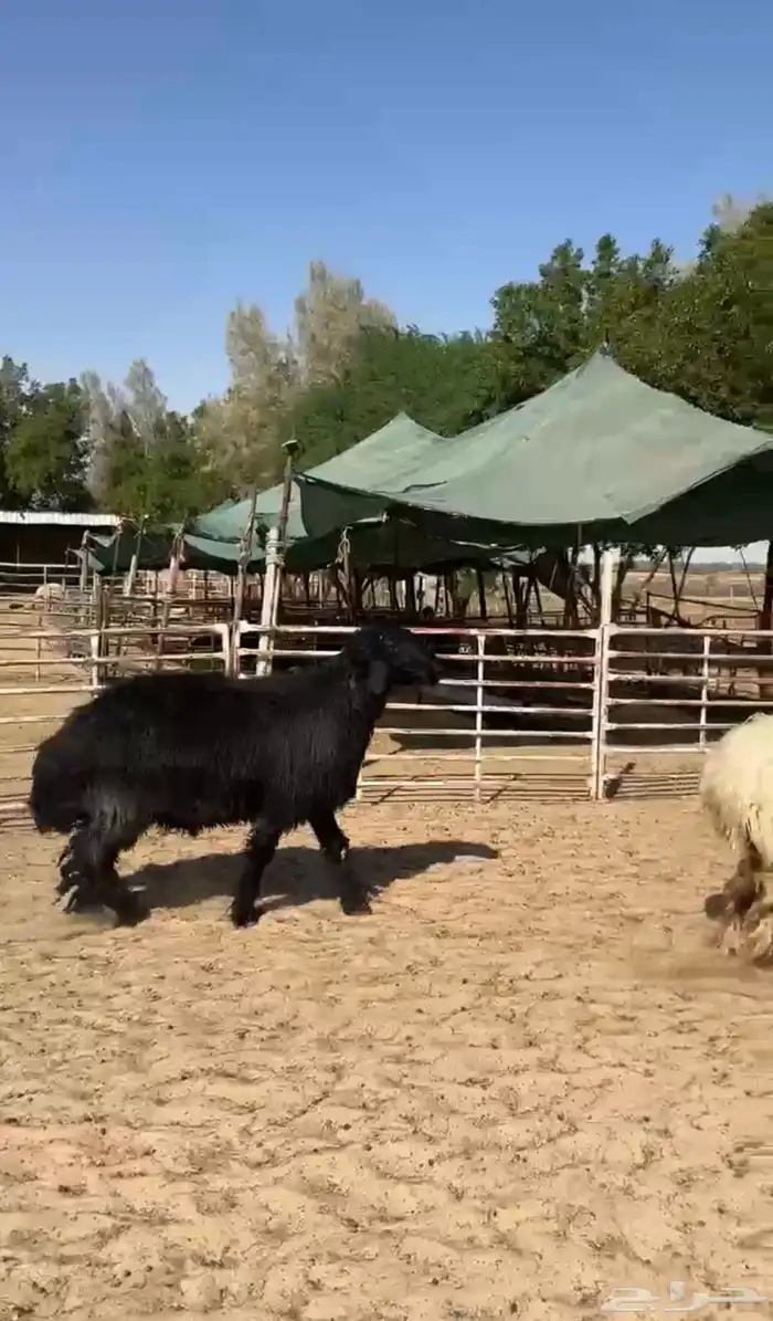 خروف عربي شبب 3